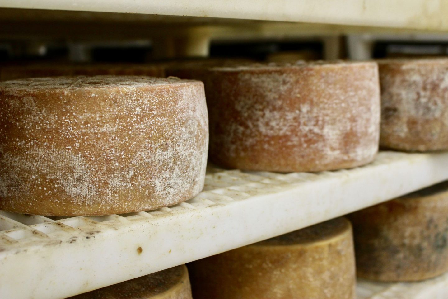 Gligora Cheese from the Croatian Isle Pag